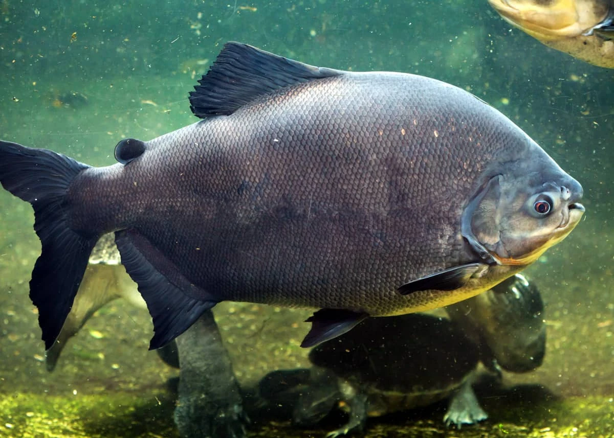 Pacu czarnopłetwy
