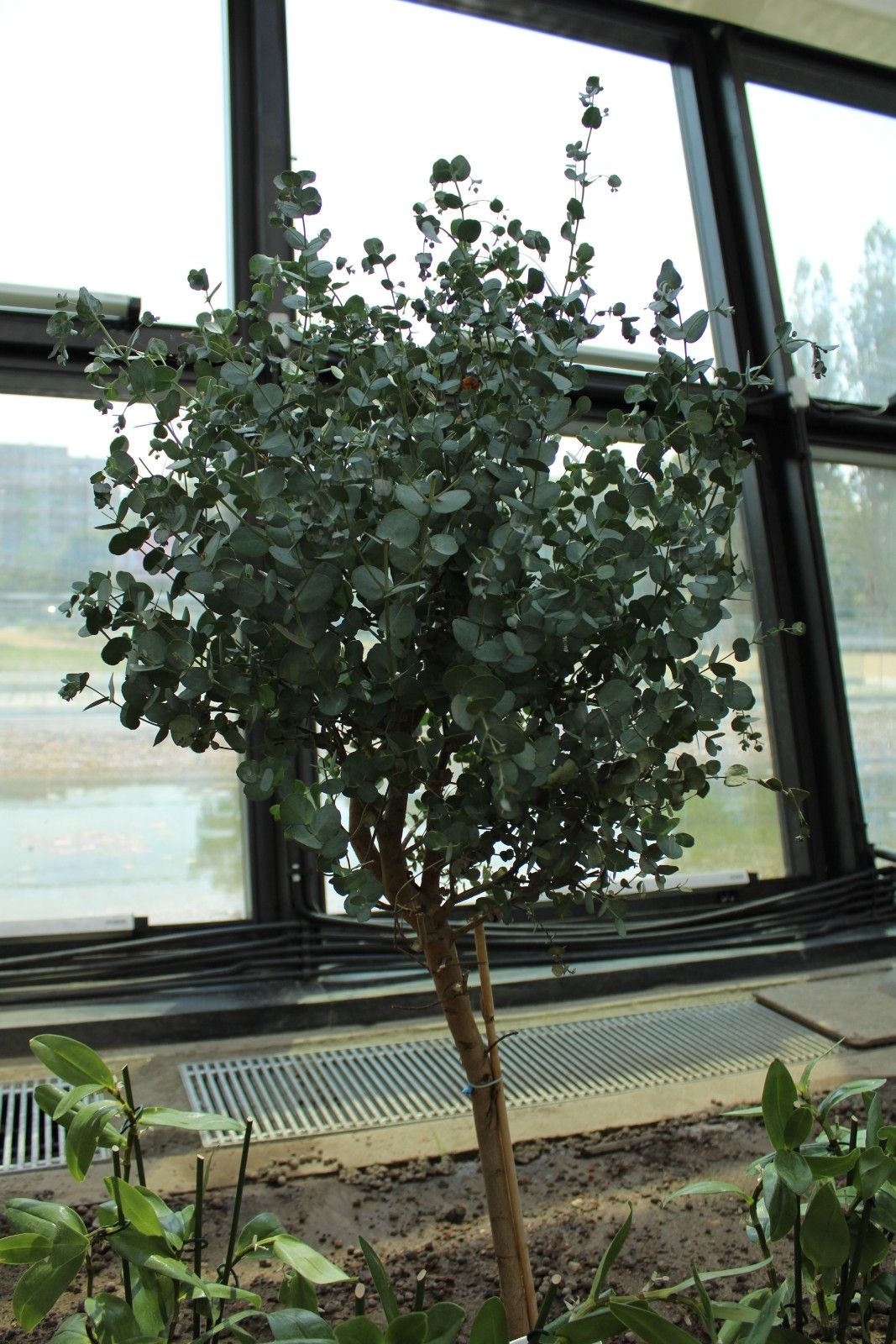eucalyptus_gunnii