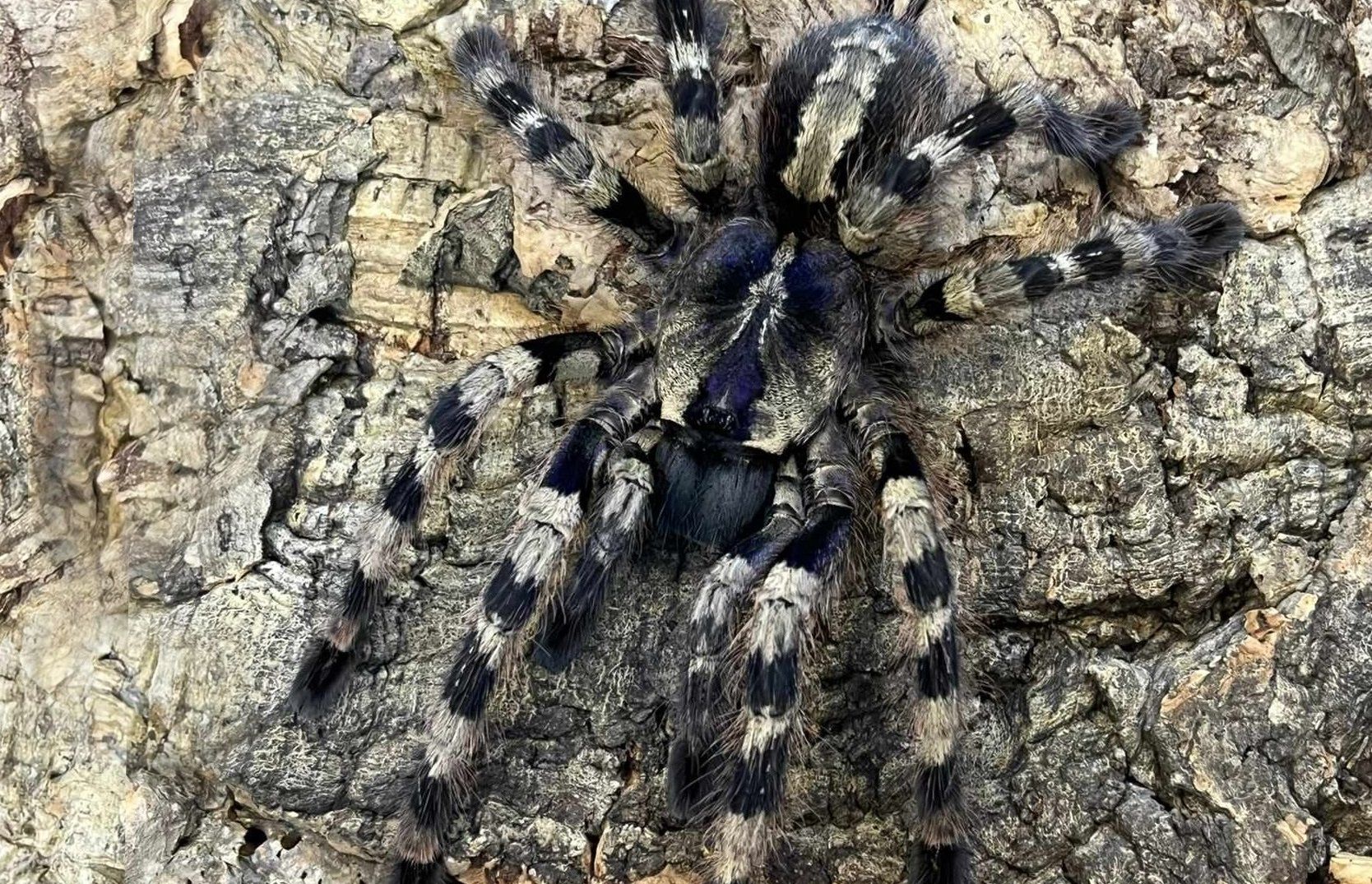 Poecilotheria formosa