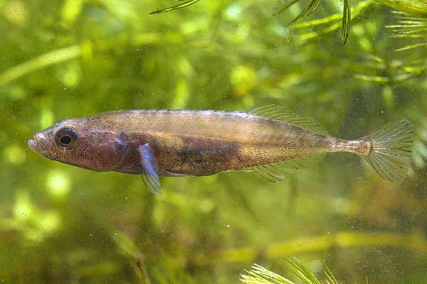 Cierniczek północny