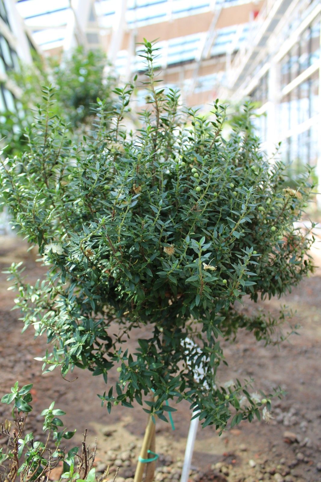 myrtus_communis_-_mirt_zwyczjany