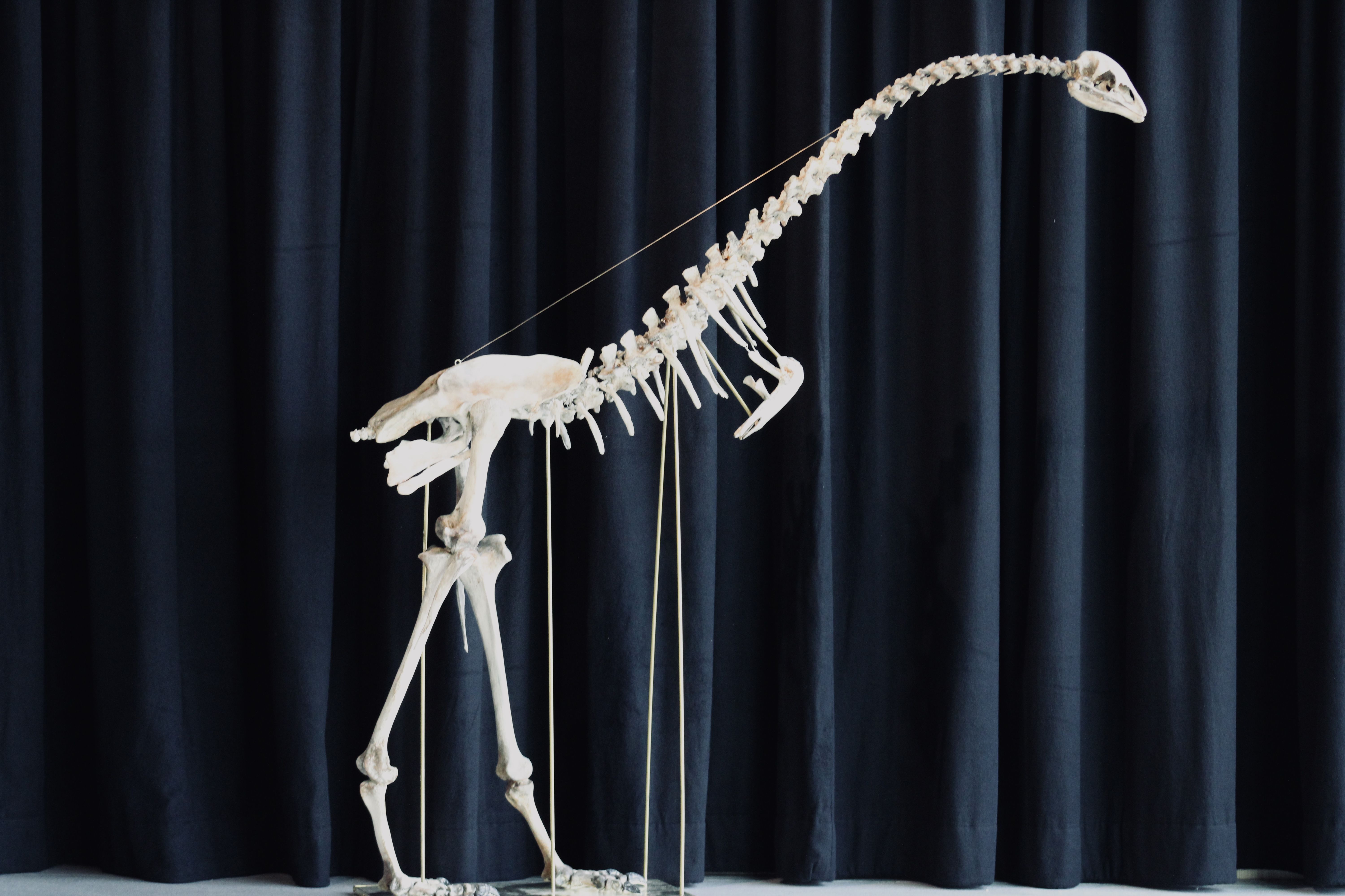 Moa
