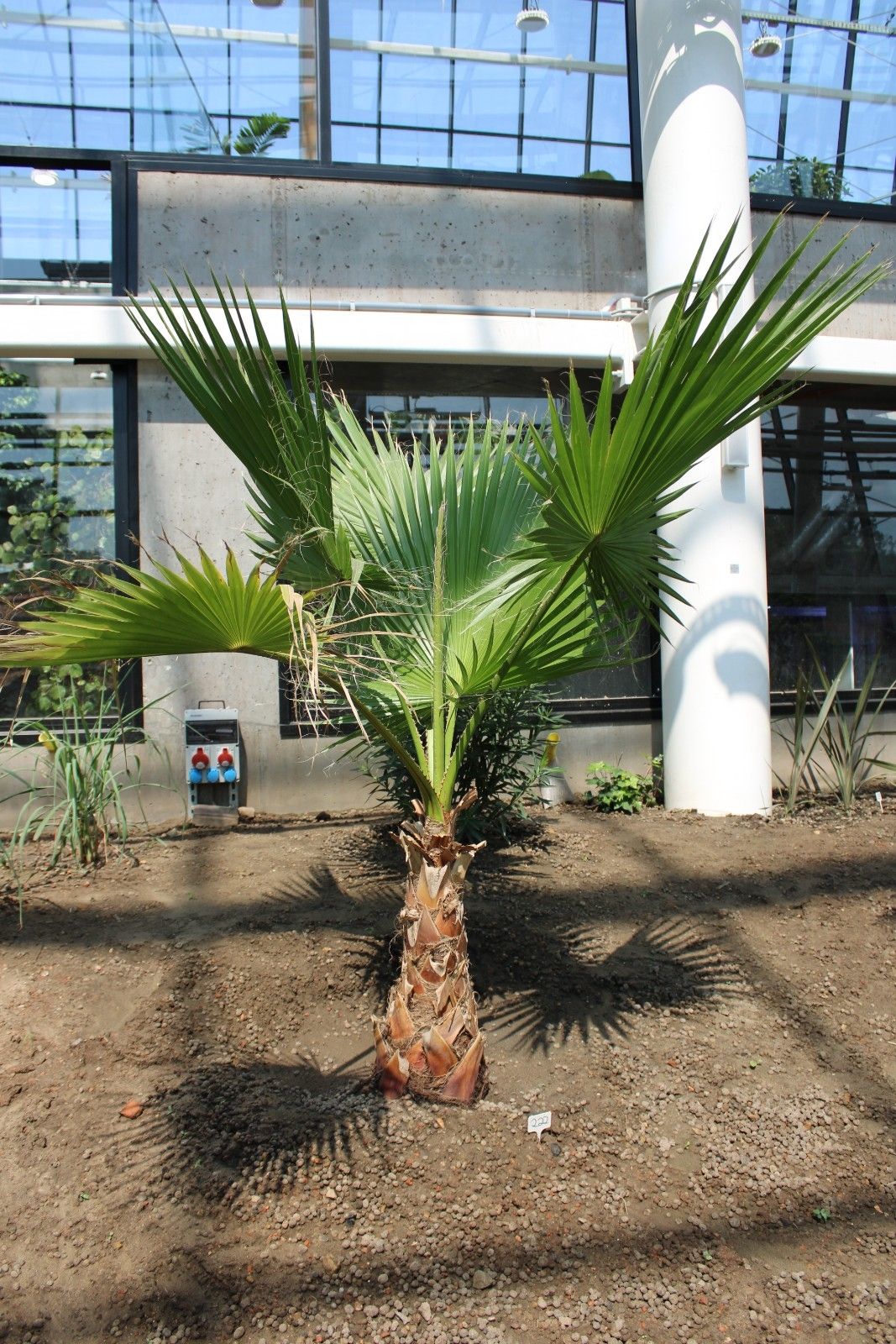washingtonia_robusta_-_waszyngtonia
