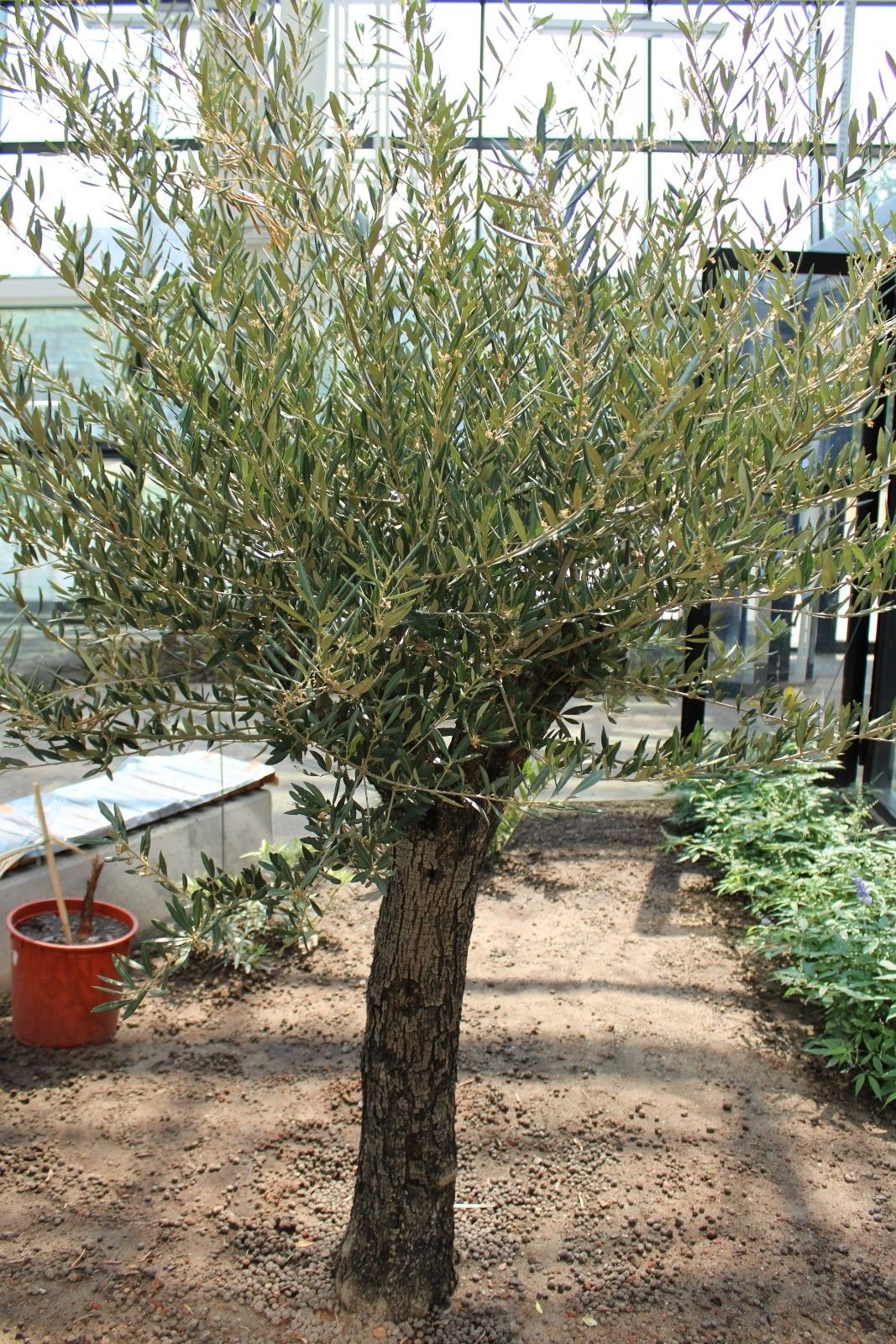 olea_europaea