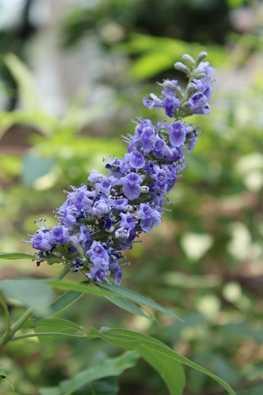 vitex_agnus_castus_-__niepokalanek_pospolity
