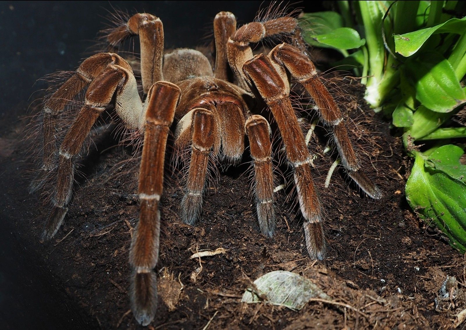 Theraphosa blondi 