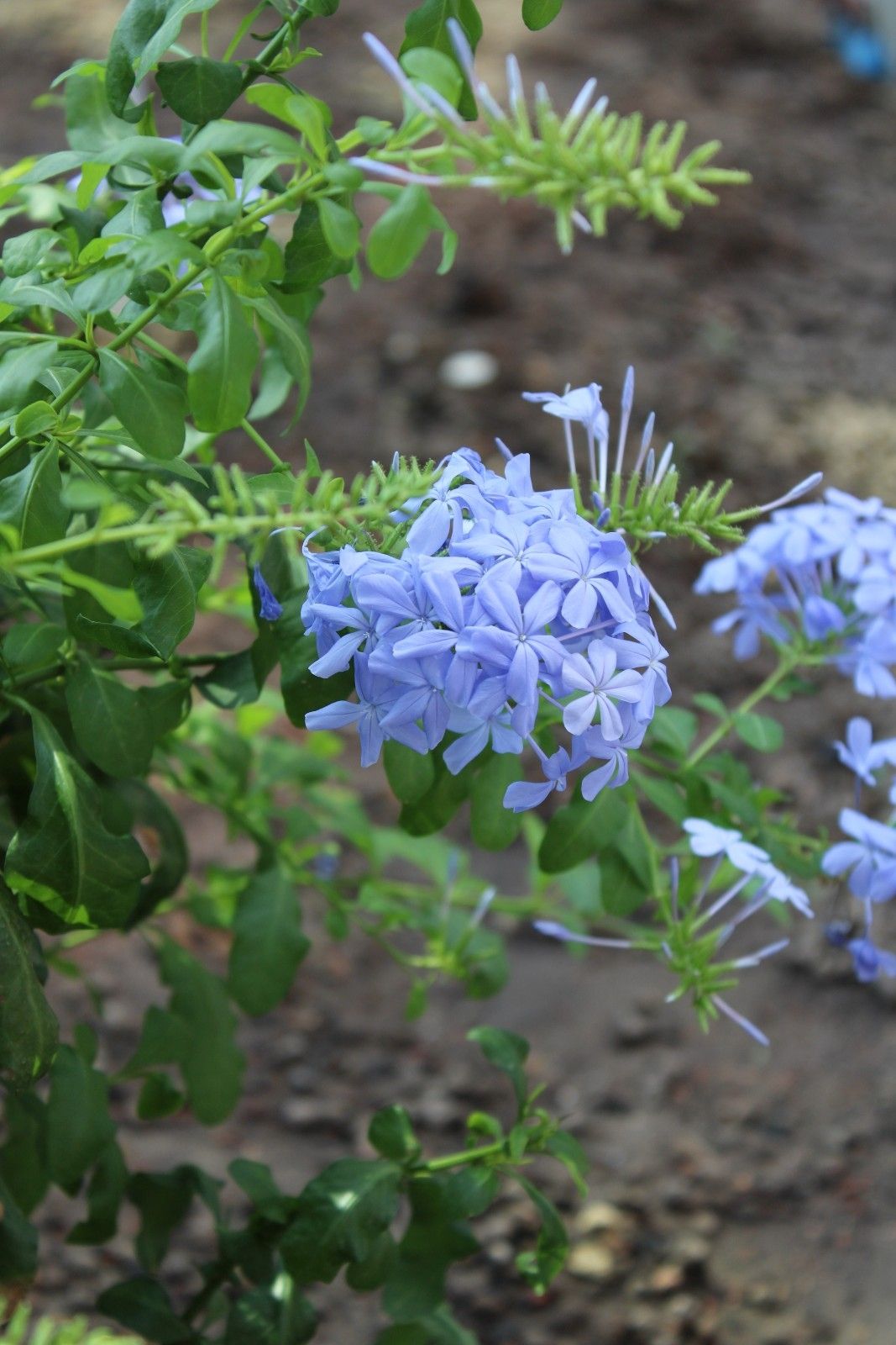 plumbago_capensis_-_olownik_uszkowaty