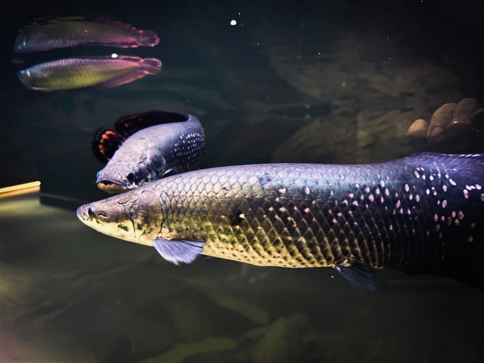 Arapaima