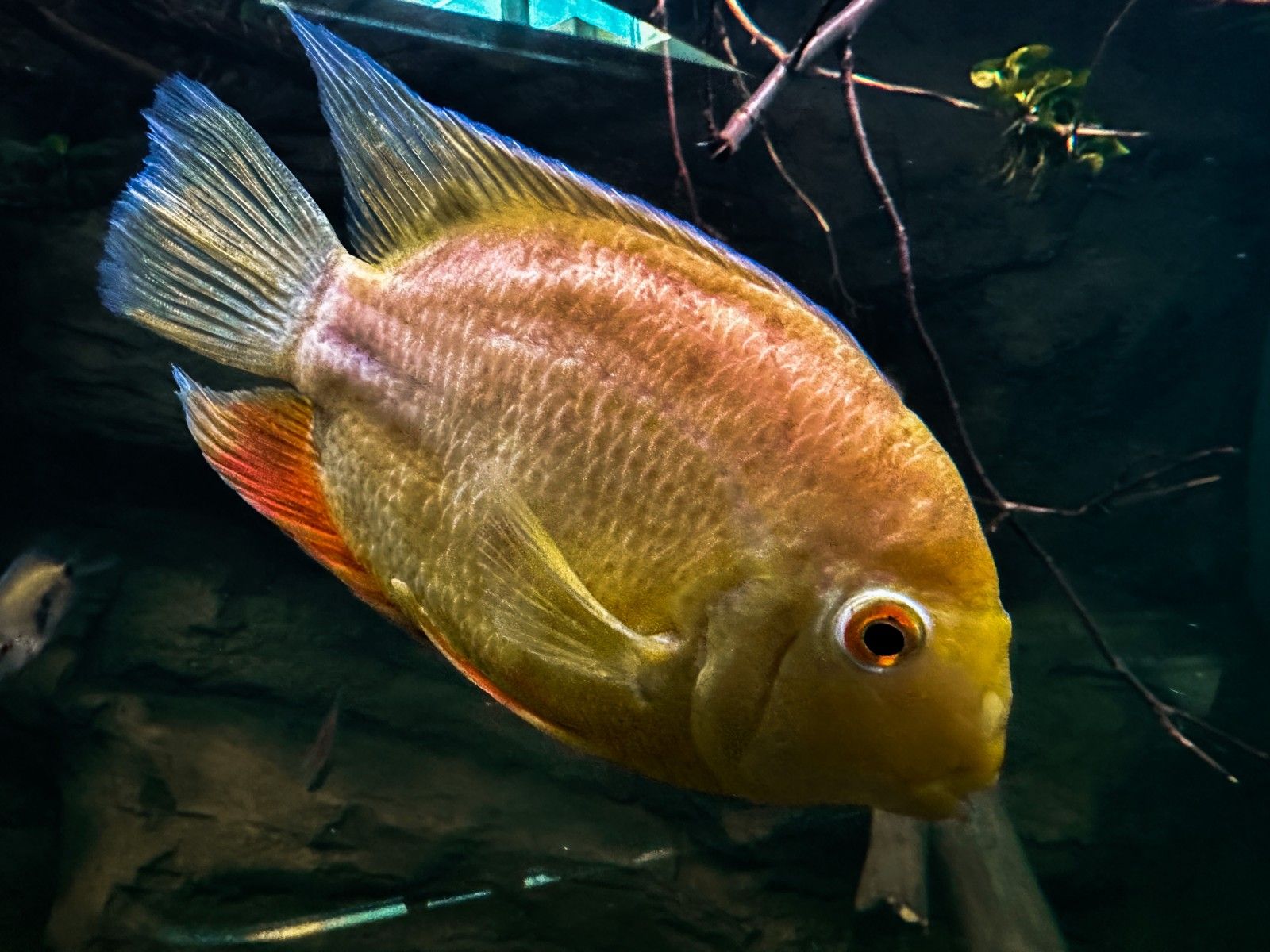 Pielęgnica severum