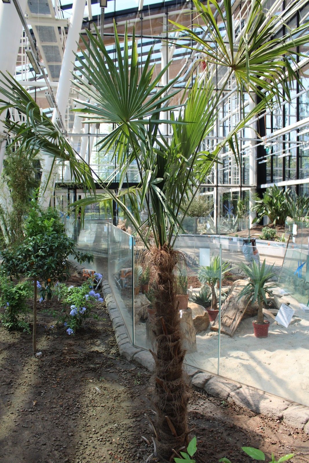 trachycarpus_fortunei_-_szorstkowiec_fortunego