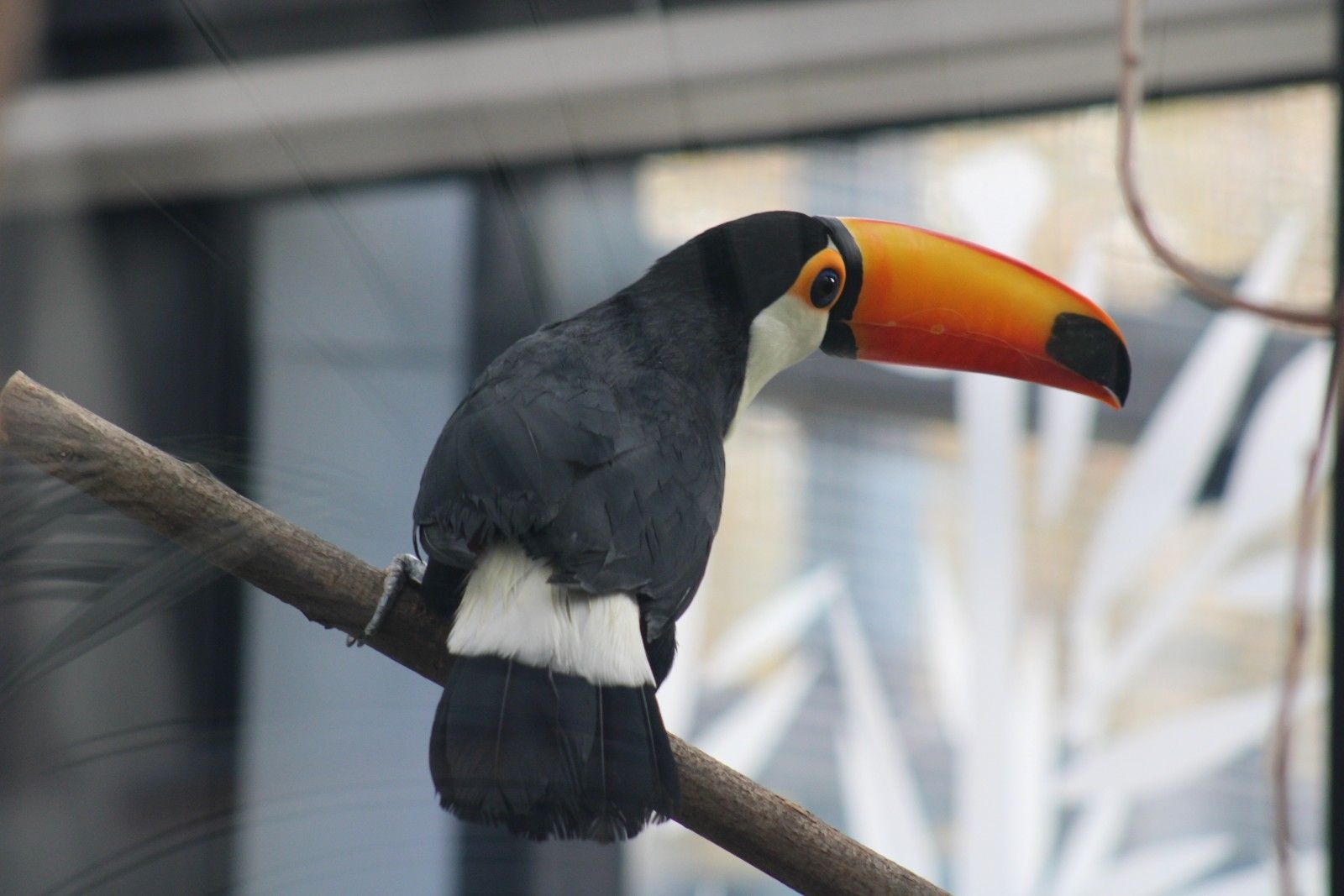 Ramphastos toco