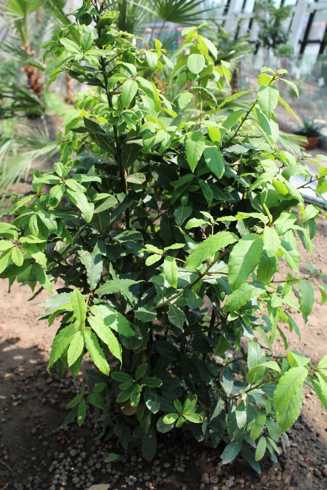 laurus_nobilis_-_wawrzyn_szlachetny