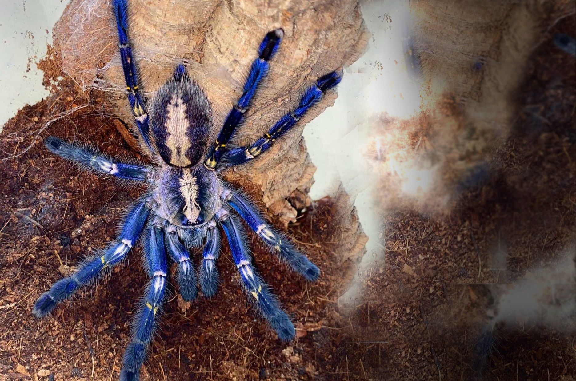 Poecilotheria metallica