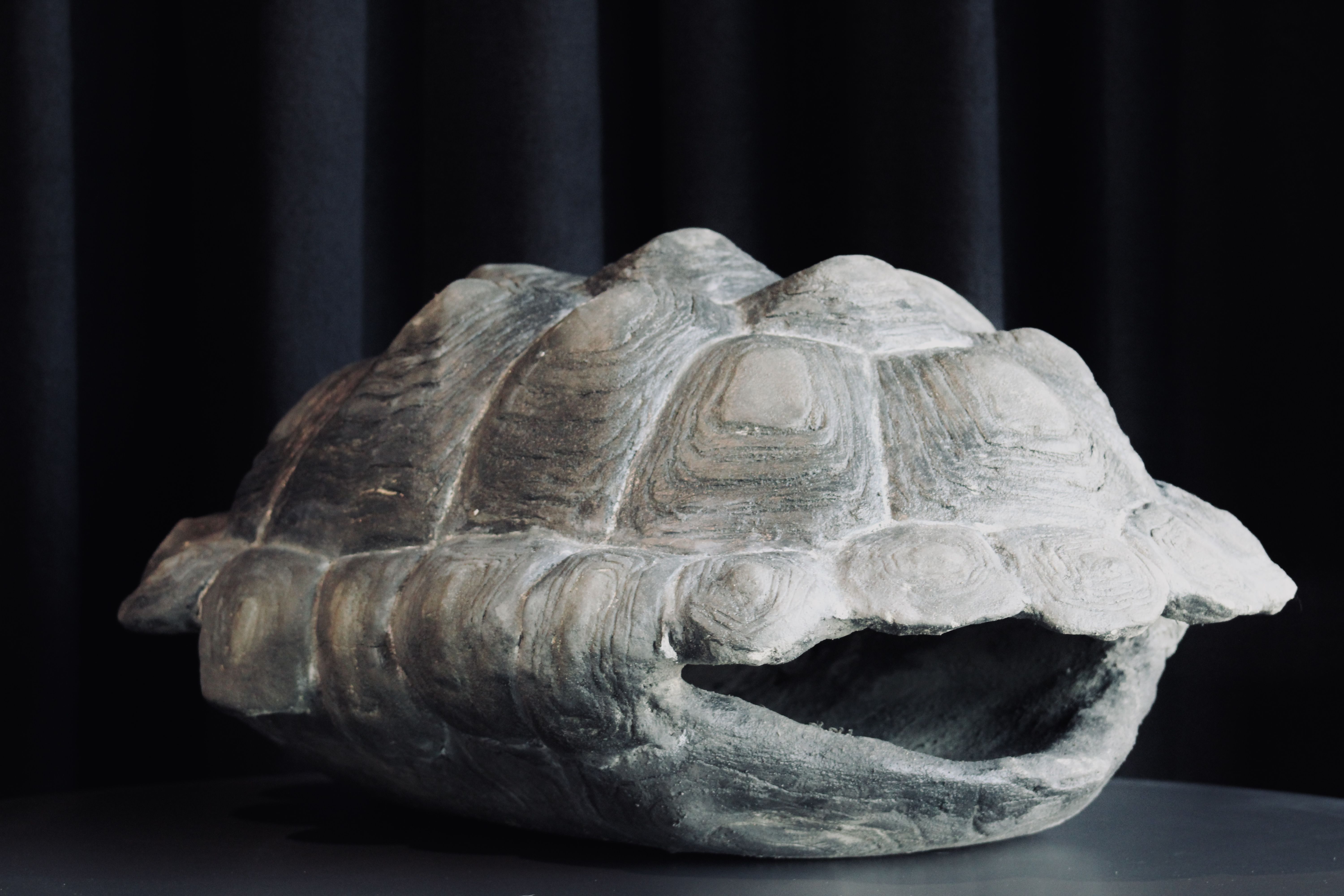 Żółw słoniowy z wyspy Pinta