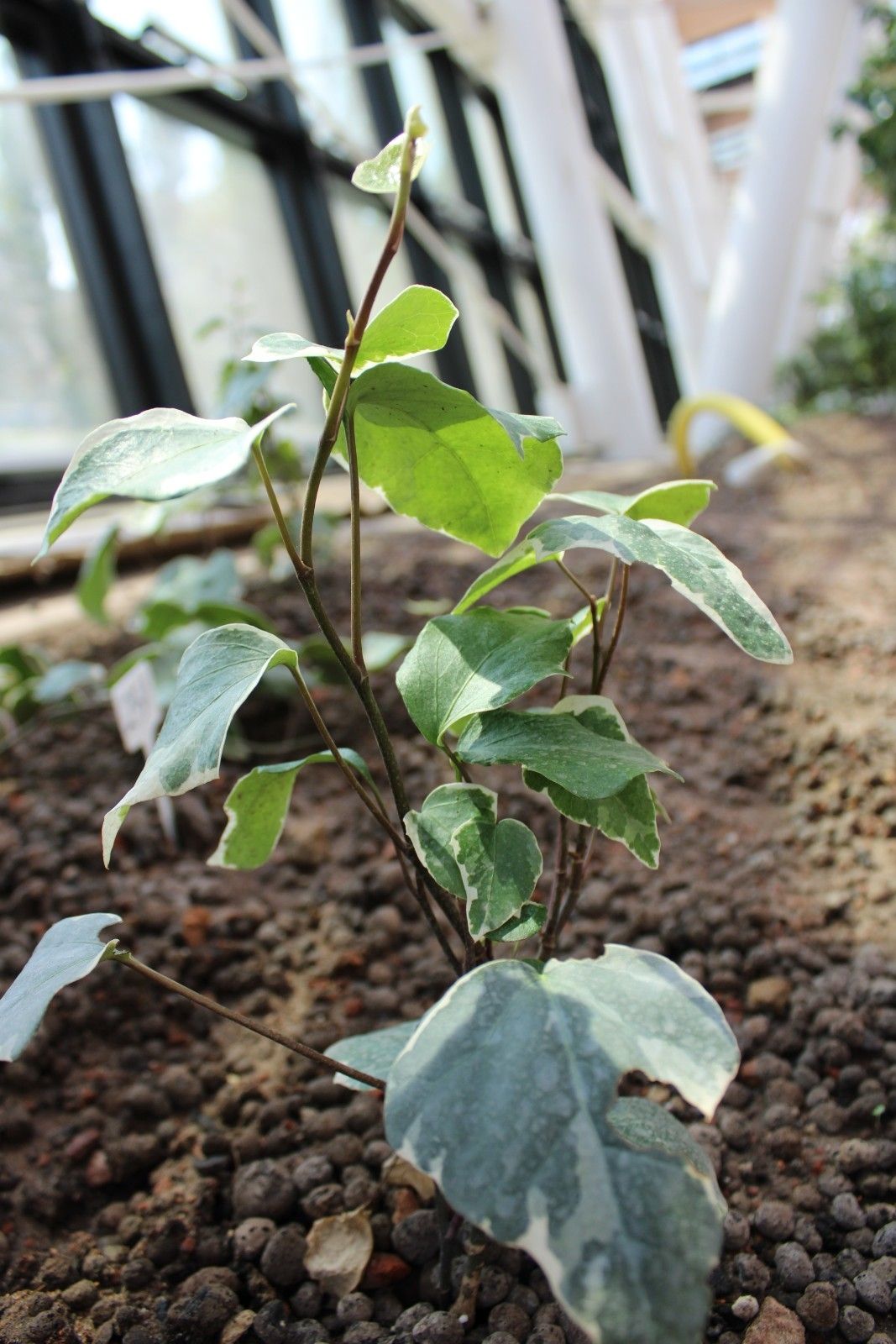 hedera_canariensis_gloire_de_medici__-_bluszcz_kanaryski