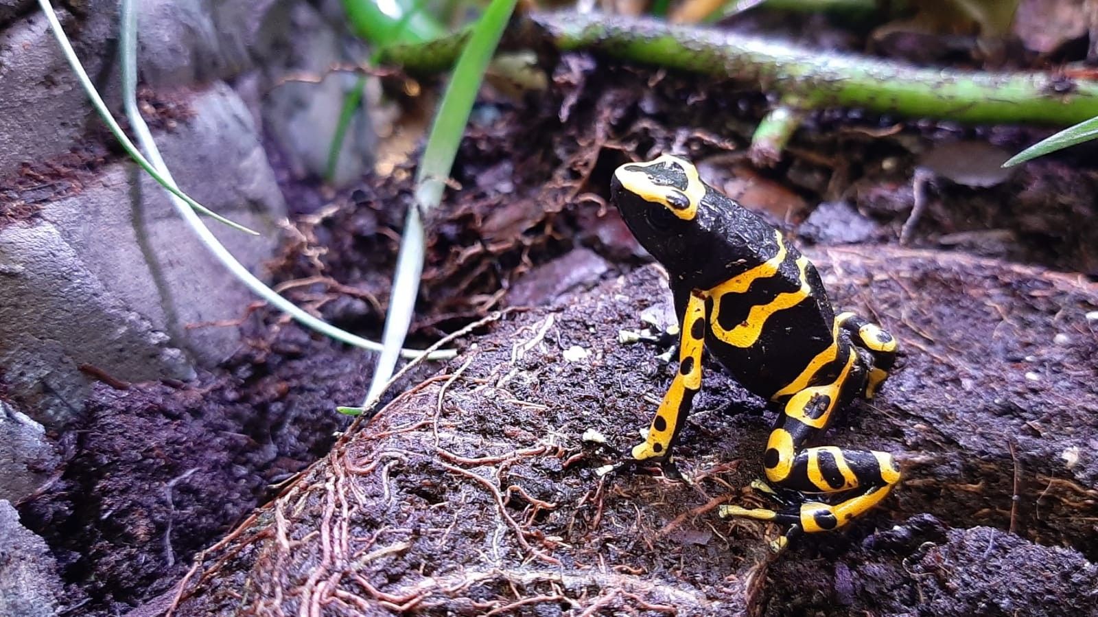 Dendrobates leucomelas