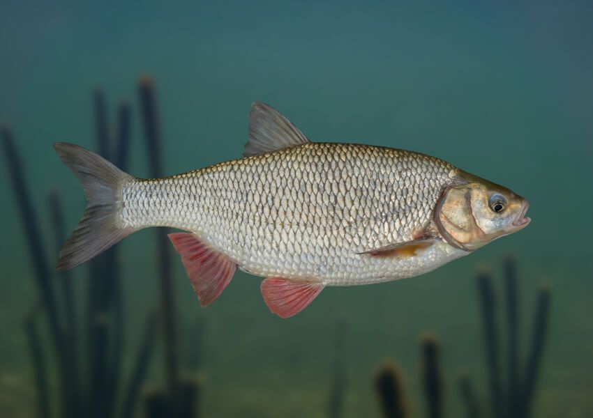 Jaź