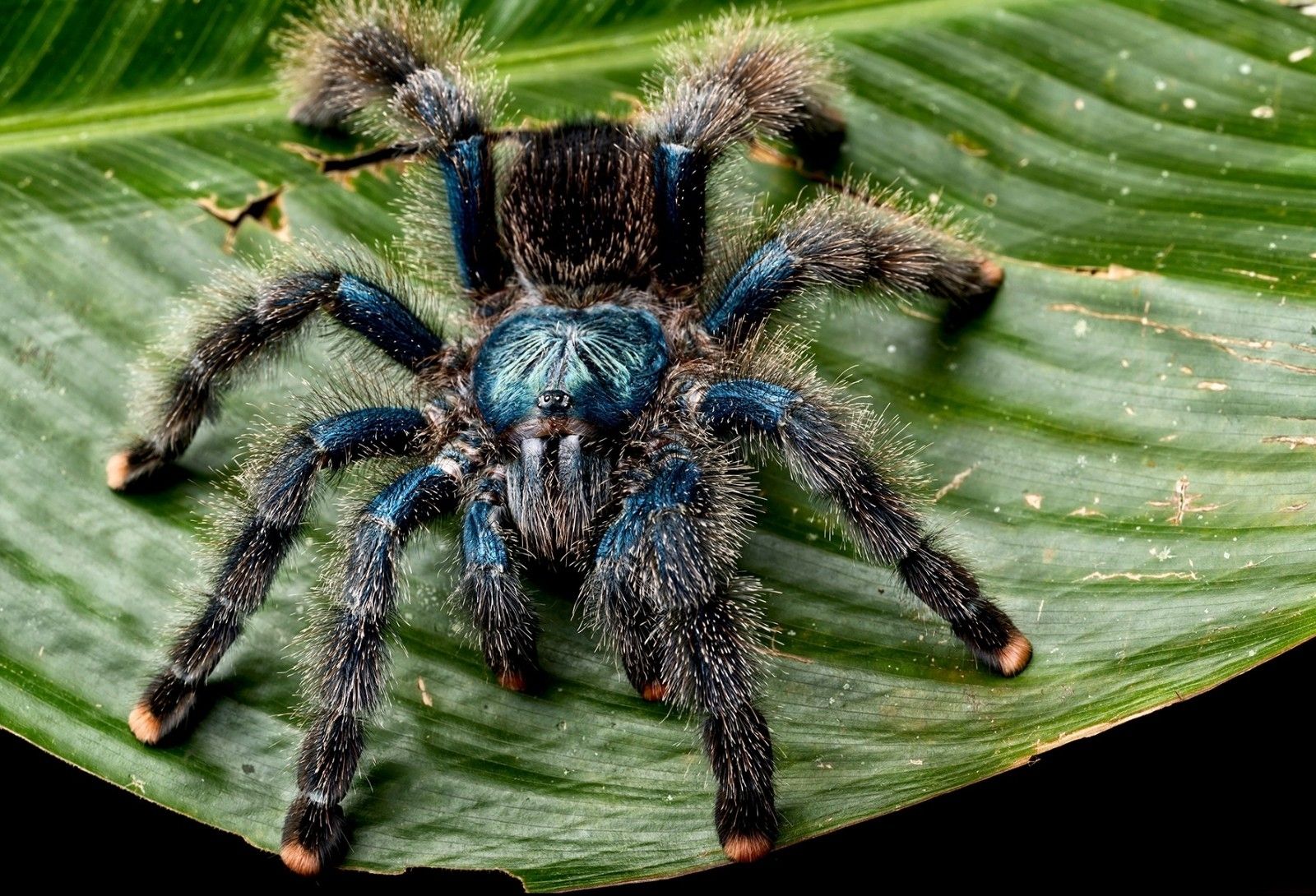 Avicularia avicularia