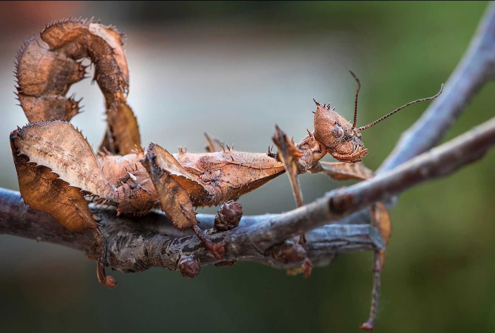 Extatosoma tiaratum