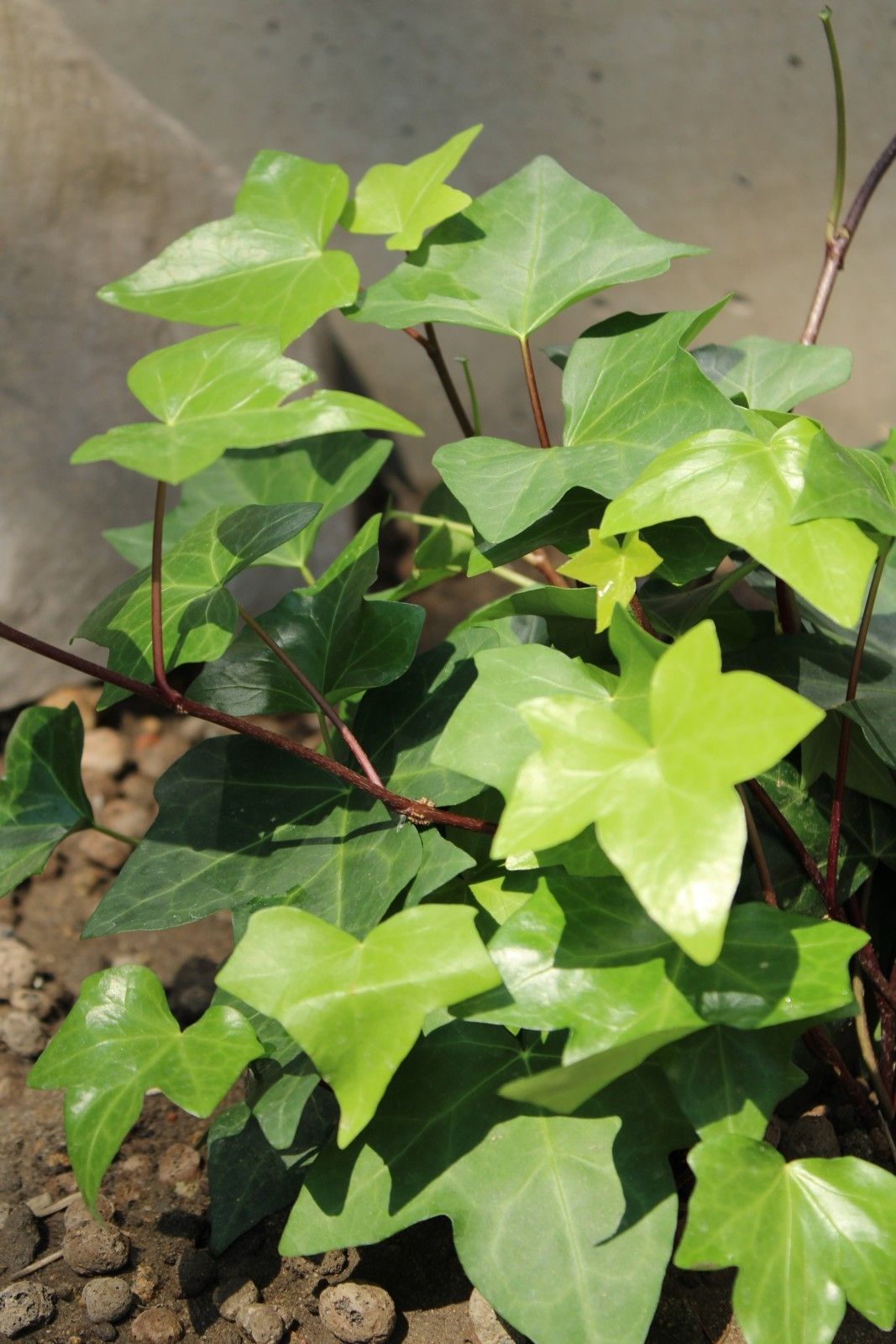 hedera_canariensis_-_bluszcz_kanarysji