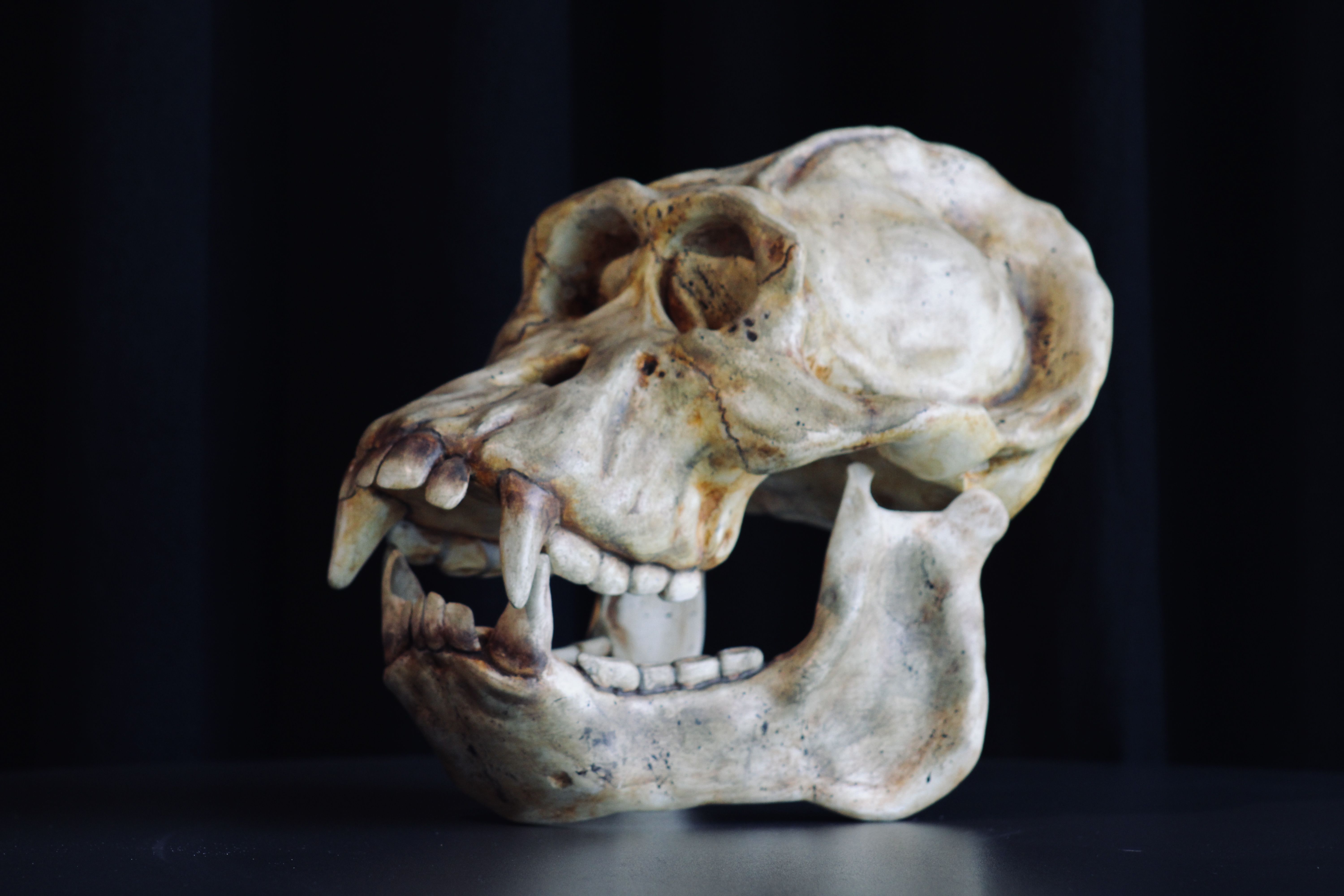 Orangutan borneański