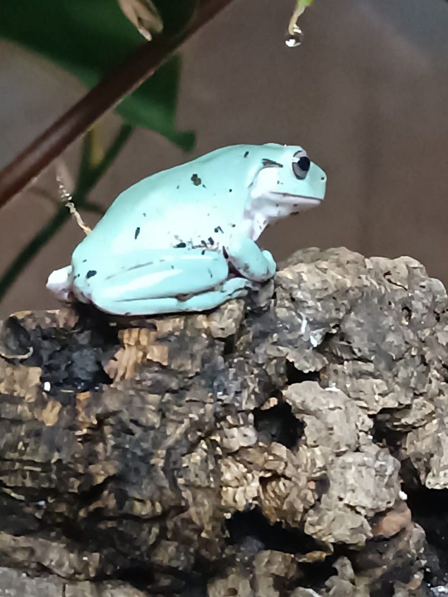Litoria caerulea