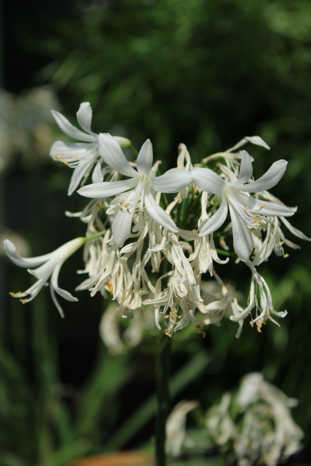 agapanthus_africanus___summer_love_white_-_agapant_afrykanski