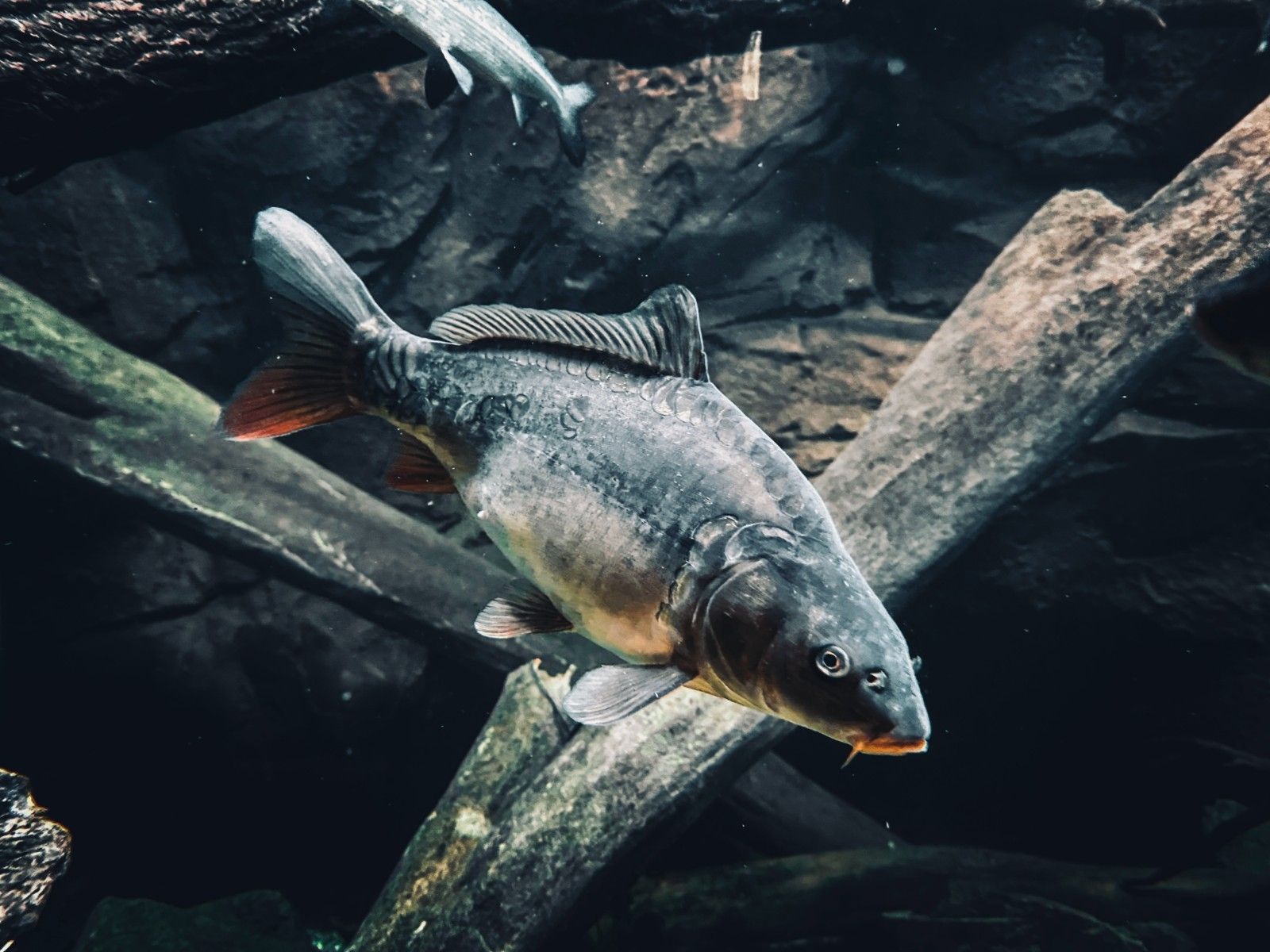 Karp