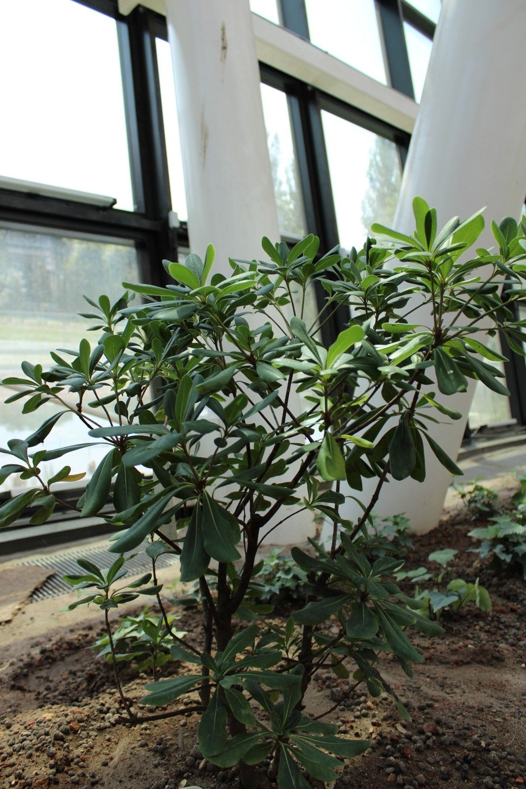 pittosporum_tobira_-_pospornica_japonska