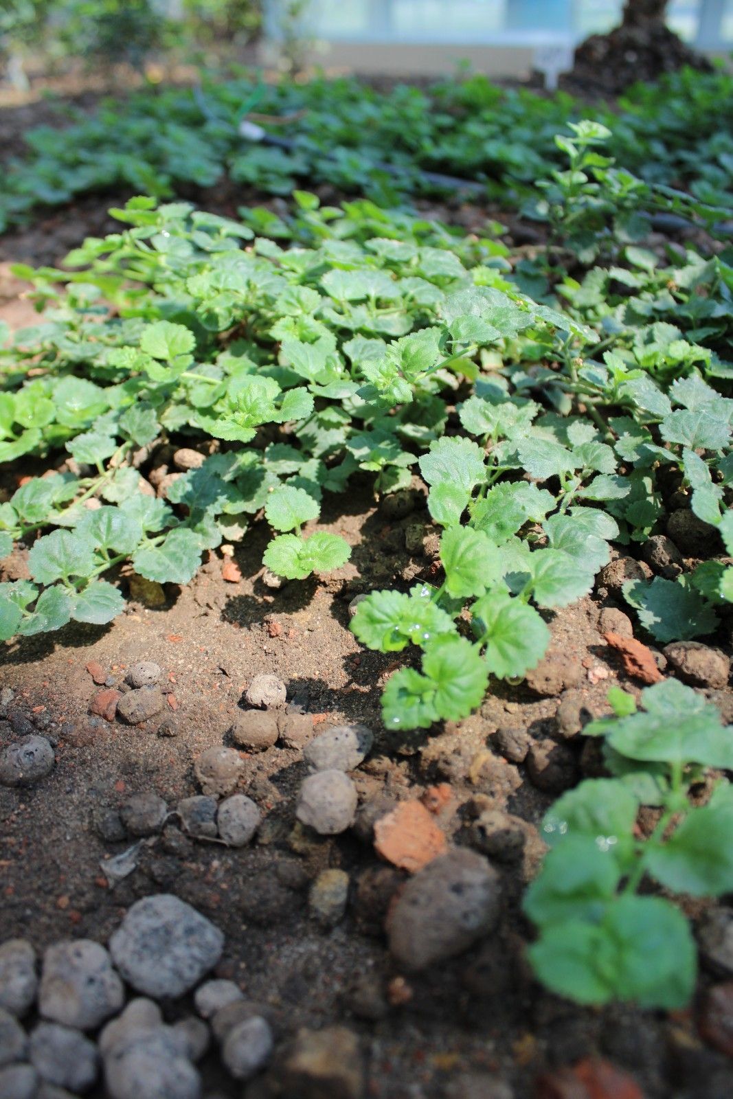 bacopa_monnieri_-_bakopa_drobnolistna